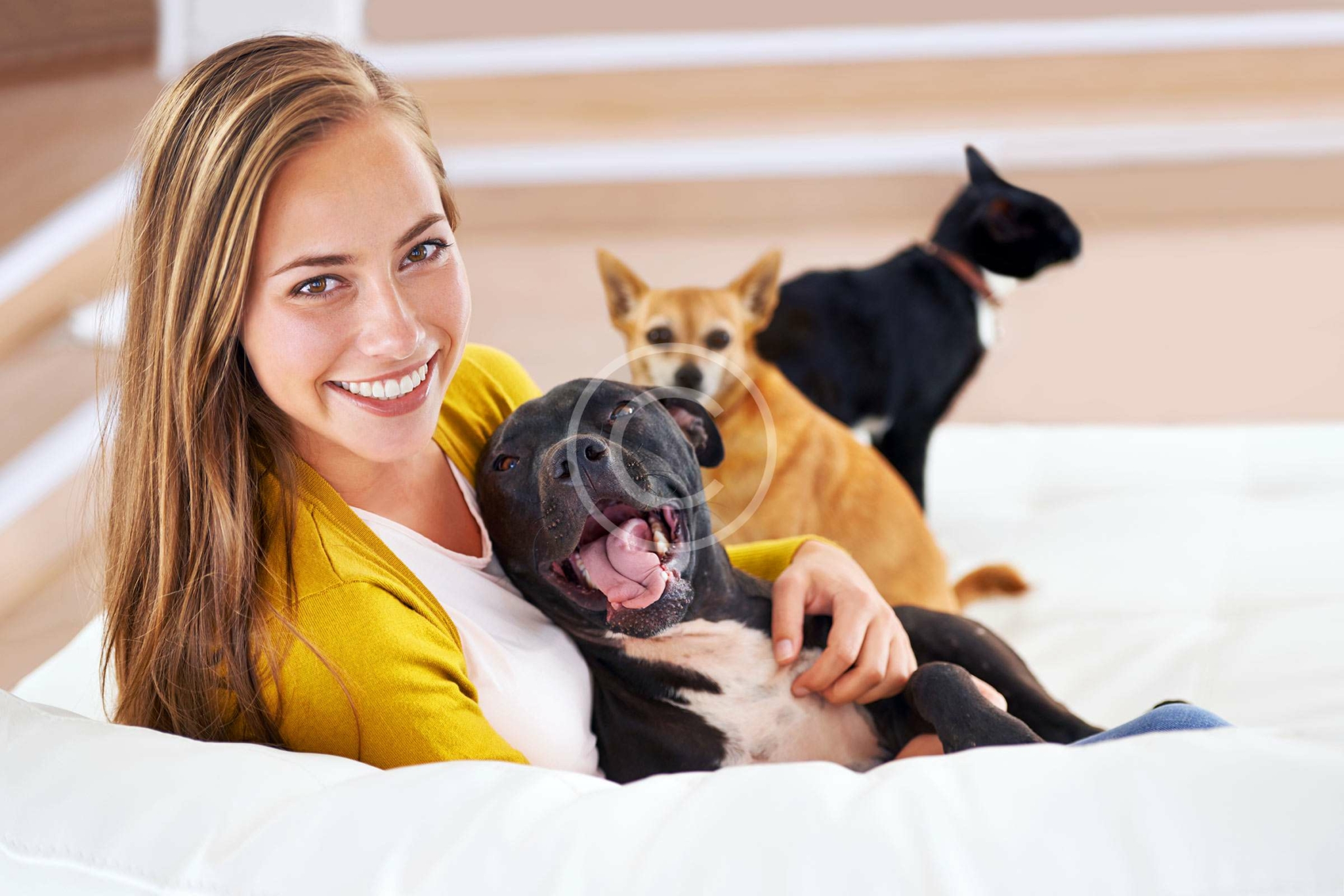 top-5-dog-behavior-myths-pointer