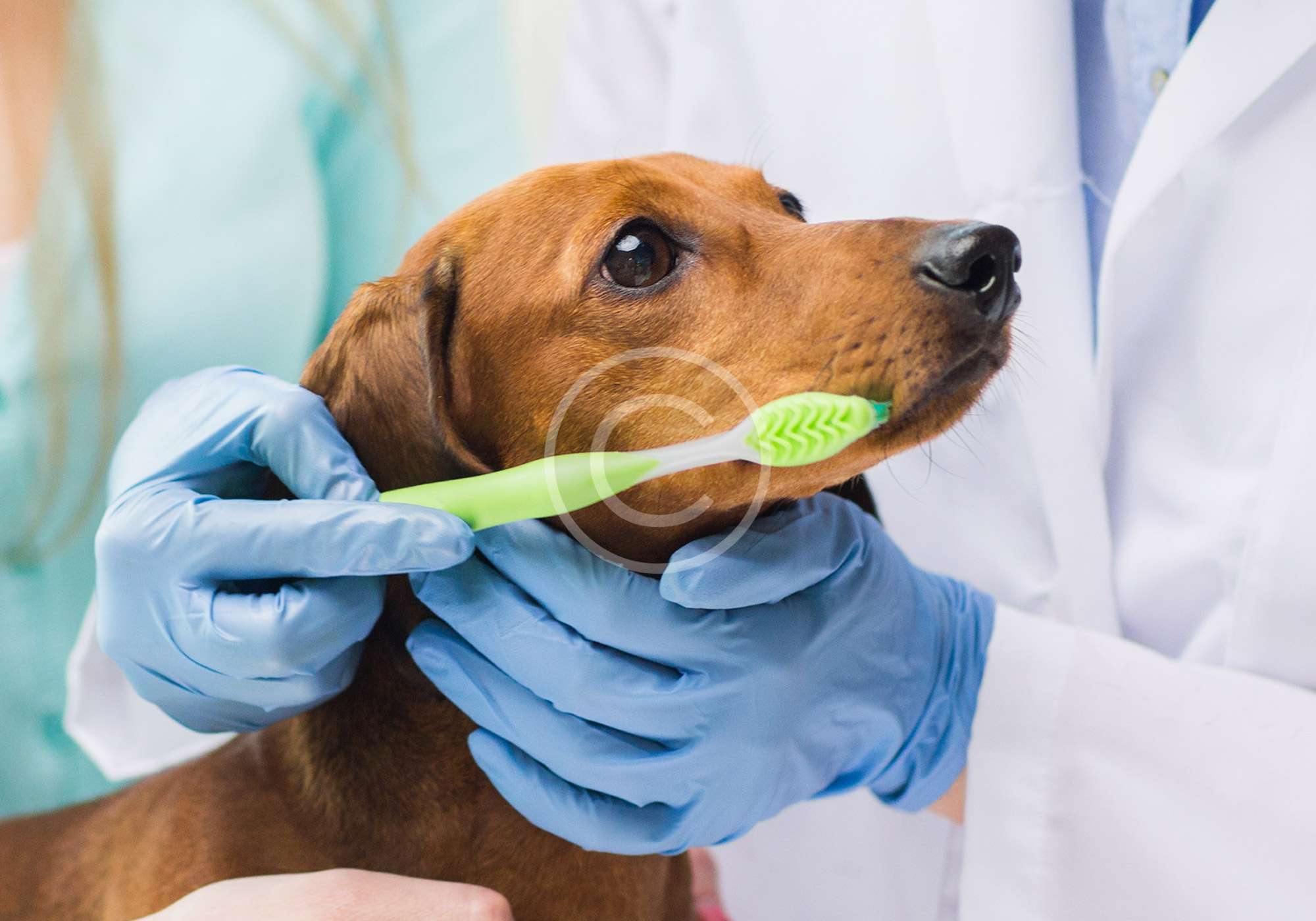 how-to-brush-your-dog-s-teeth-pointer